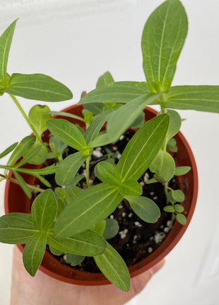 Order 50 seeds lovely Giant Salmon Rose Zinnias Seeds