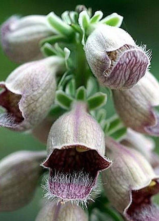 RUSTY FOXGLOVE Hummingbird Flower Digitalis Ferruginea Yellow Herald Seeds