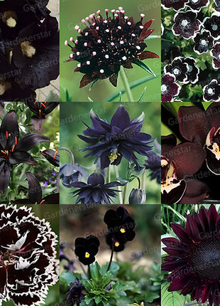 Exclusive Black Wildflower Seed Mix