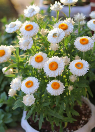 Strawflower Seeds Xerochrysum Bracteatum