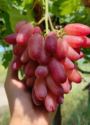 Beauty Finger Grape Seeds