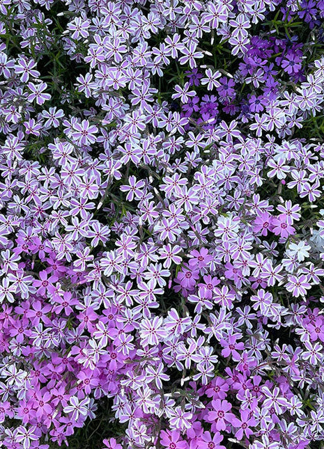 Perennial Cluster Phlox , Shibazakura Seeds