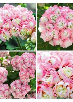 Apple Blossom Geranium Seeds