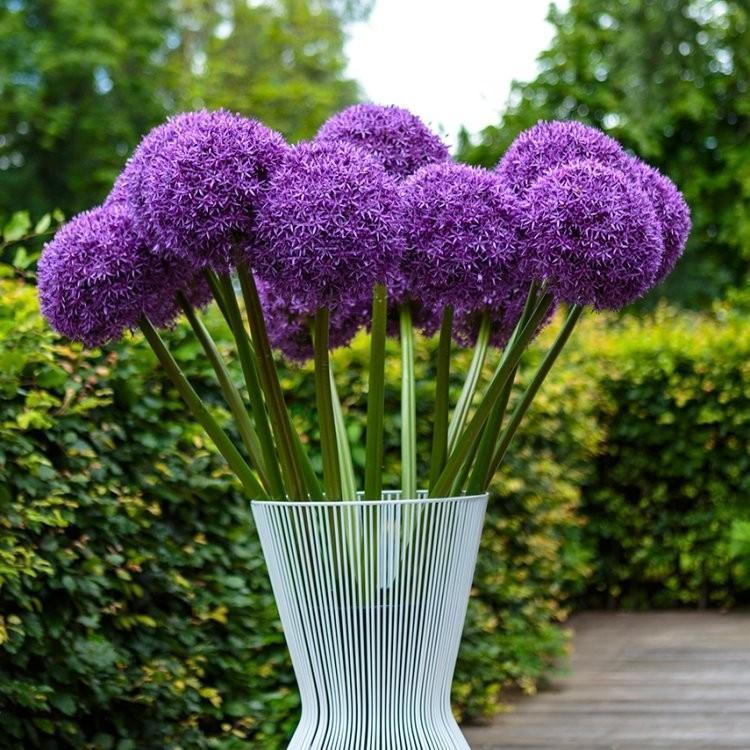 Garden Outdoor Giant Allium Giganteum Beautiful Flower Seeds Bonsai Plant Seeds