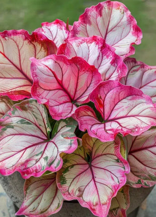 Spectra Leaf Calathea