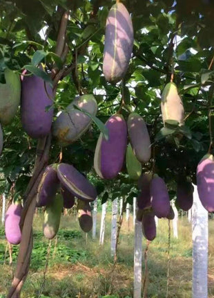 Stauntonia Latifolia Seeds-Organic Food