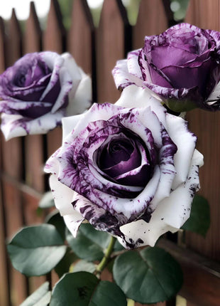 Rare Purple and White Twin Roses