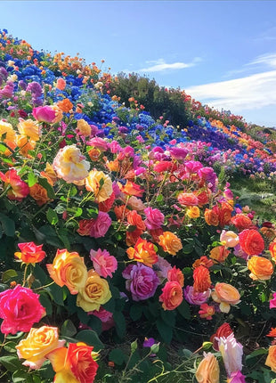 Colorful Roses - Flowers of Good Luck