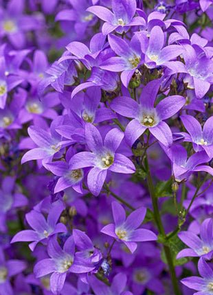 Prichards Variety Milky Bellflower