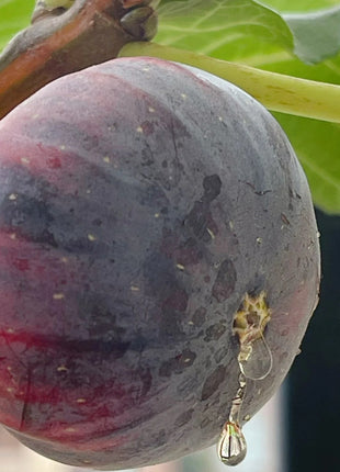 Rainbow Fig Seeds