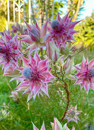 Rare Serruria florida Seeds - Blushing Bride