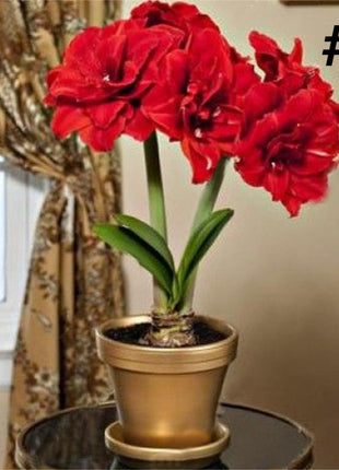 50pcs Hippeastrum Rutilum Seeds Bonsai Home Garden Balcony Plants