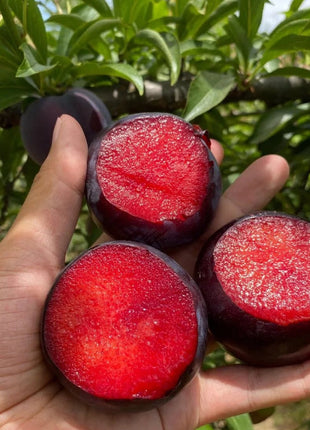 Blood Plum Sanhua Plum Seeds