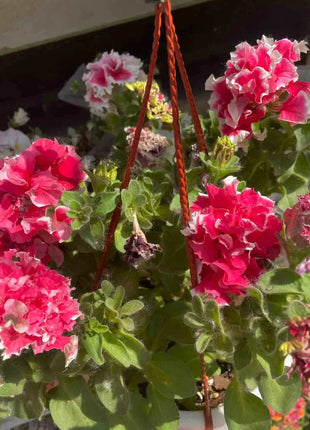 Double Petunia Seeds