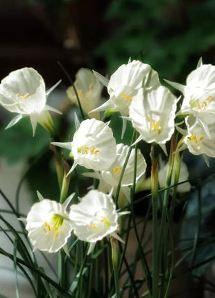 Narcissus bulbocodium Golden Bells