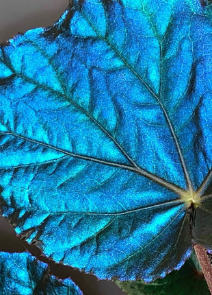 Peacock Begonia - blue begonia