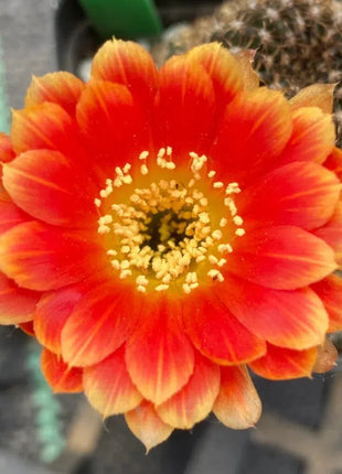 Flowering Echinopsis Cactus Species Mix🌵🌸