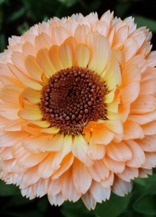 Calendula Peach Surprise Flower Seeds