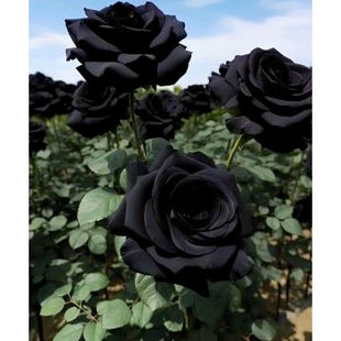 Black Rose Seeds 100pcs - Flower Bush Perennial Shrub Flowers Seed black  rose