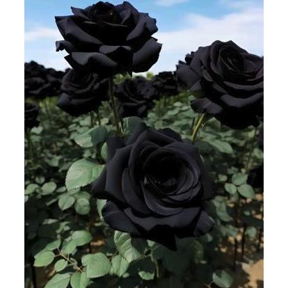 Black Rose Seeds 100pcs - Flower Bush Perennial Shrub Flowers Seed black  rose