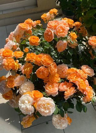 Potted Four Seasons Rose Juice Balcony