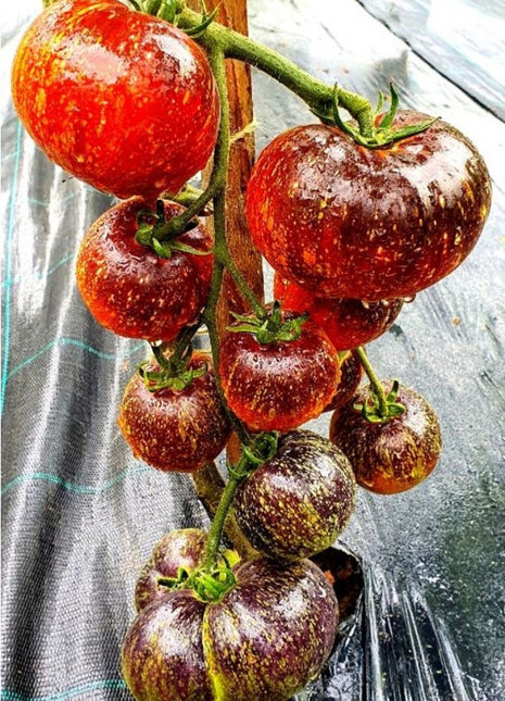 Dark Galaxy Tomato 50 Seeds