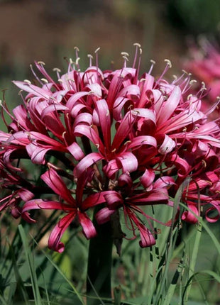 Ammocharis coranica - Ground lily