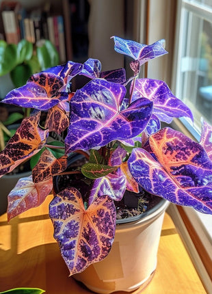 💜Alocasia 'Velvet Amethyst'