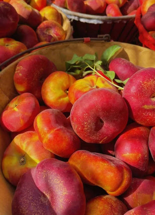 Nectarine Flat Seeds