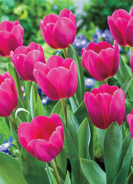 Bonsai Rare Color Tulip Seeds #12