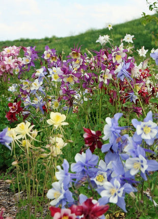 Columbine Seeds - McKana Giant Mix