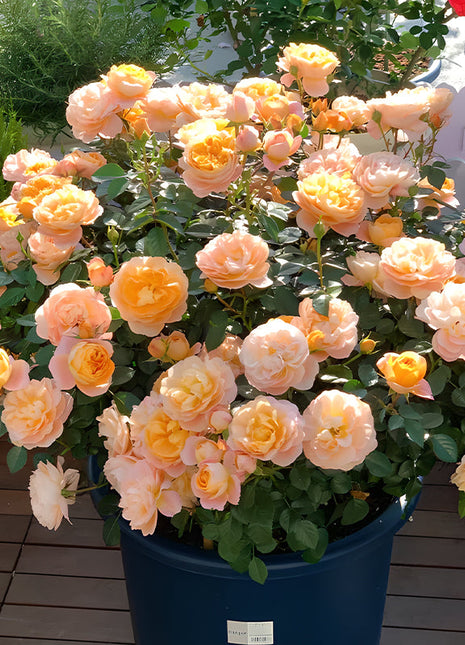 Potted Four Seasons Rose Juice Balcony