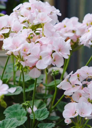 🌸Geranium - Happiness Is Around You