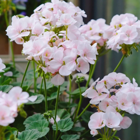🌸Geranium - Happiness Is Around You