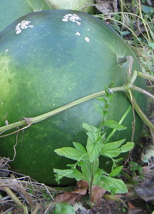 Basket Gourd Lagenaria Siceraria Seeds