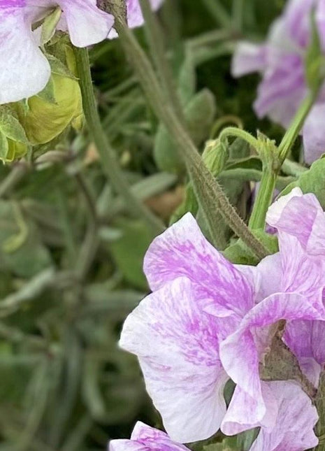 LAVENDER FLAKE SWEET PEA SEED