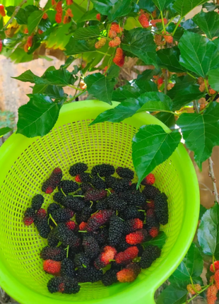 Black Mulberry Seeds