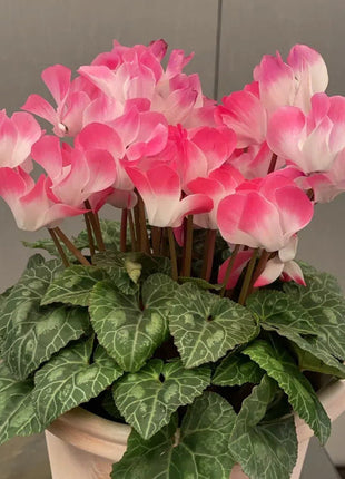 Cyclamen Flower Seeds