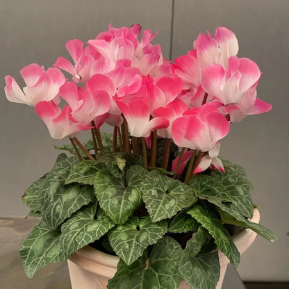 Cyclamen Flower Seeds