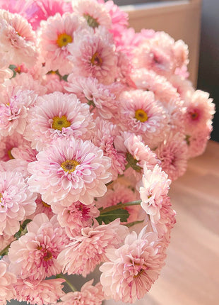 🌸Candy Chrysanthemum Seeds