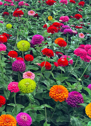 Mixed Zinnia Seeds