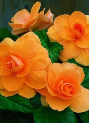 BEGONIA TUBERS (ROSEFORM) - APRICOT