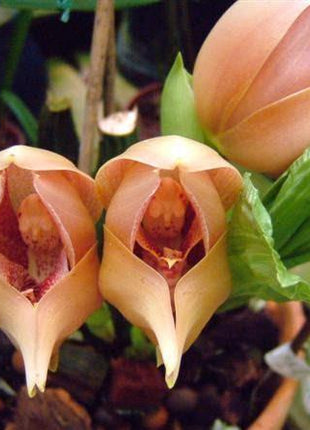 Egrow 100Pcs/Pack Angulo Seeds Asleep Angel Child Shaped Garden Seed Home Office Potted Plants