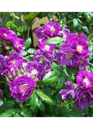 50pcs/Bag Climbing Rose Seeds