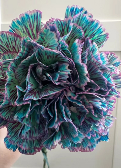 Multi-color Carnation Seeds