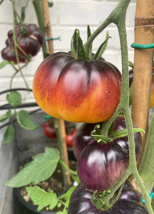 Lucid Gem Tomato Seeds Organic, Heirloom Tomatoes