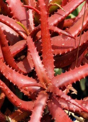 50Pcs ALOE CAMERONII - Red Aloe Vera