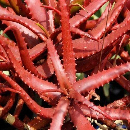 50Pcs ALOE CAMERONII - Red Aloe Vera