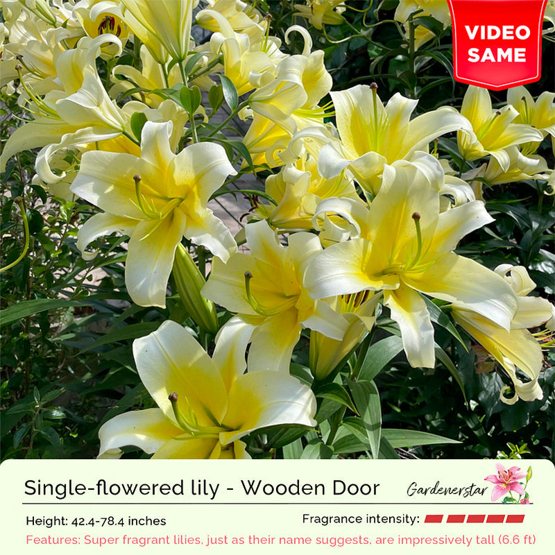 Lily Bulbs