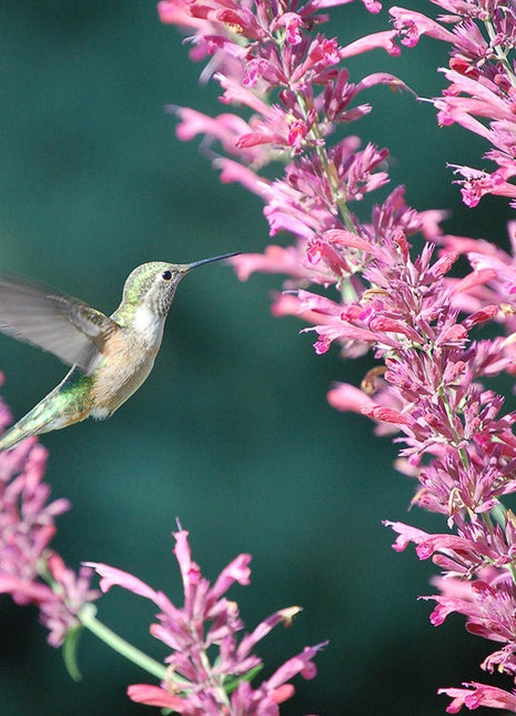 Autumn Magic Pollinator Collection